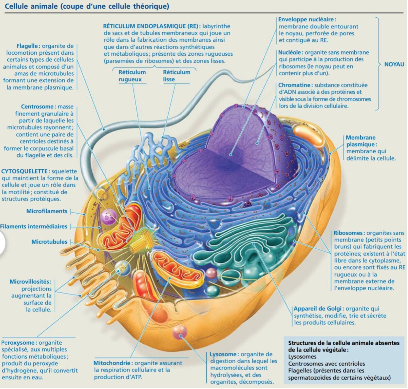 Une cellule vivante c'est complexe 